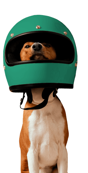 Изображение собаки в мотоциклетном шлеме.
