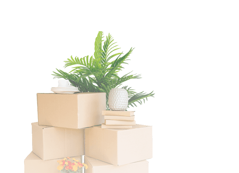 коробки и растение.